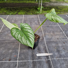 Load image into Gallery viewer, #D Philodendron Silver Cloud