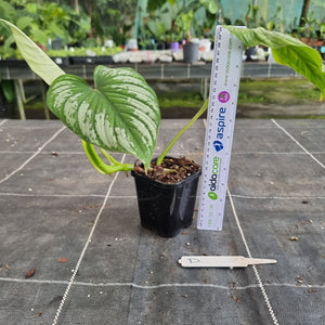 #D Philodendron Silver Cloud