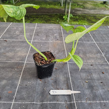 Load image into Gallery viewer, #D Philodendron Silver Cloud