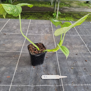 #D Philodendron Silver Cloud