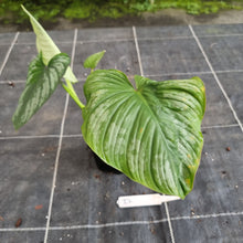 Load image into Gallery viewer, #D Philodendron Silver Cloud