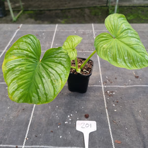 #201 Philodendron Silver Cloud