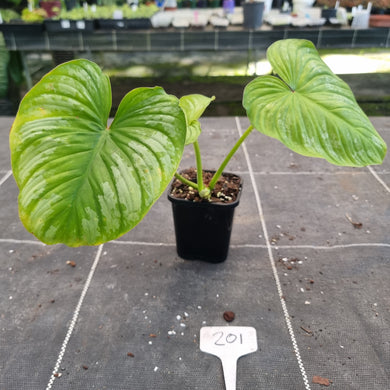 #201 Philodendron Silver Cloud