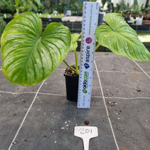 Load image into Gallery viewer, #201 Philodendron Silver Cloud