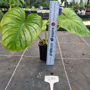 #201 Philodendron Silver Cloud