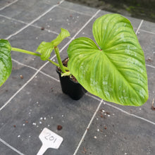 Load image into Gallery viewer, #201 Philodendron Silver Cloud