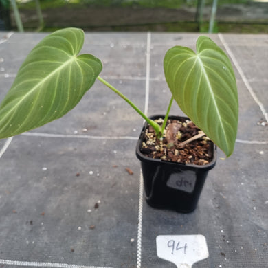 #94 Philodendron Glorious