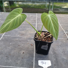 Load image into Gallery viewer, #94 Philodendron Glorious
