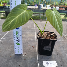 Load image into Gallery viewer, #94 Philodendron Glorious