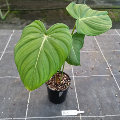 #145 Philodendron Dean McDowell