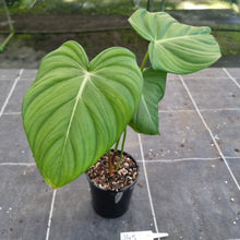 Load image into Gallery viewer, #145 Philodendron Dean McDowell