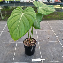 Load image into Gallery viewer, #145 Philodendron Dean McDowell