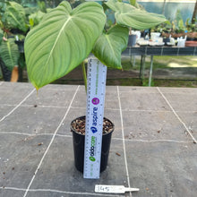 Load image into Gallery viewer, #145 Philodendron Dean McDowell