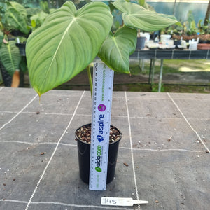 #145 Philodendron Dean McDowell