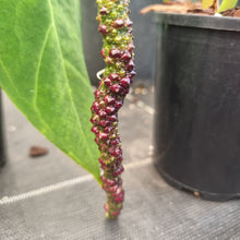 Load image into Gallery viewer, 5 x Anthurium complex hybrid seeds (Similar to Luxurians x Papillilaminum x Crystallinum)