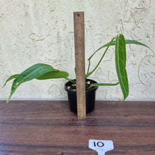 Load image into Gallery viewer, #10 Anthurium Warocqueanum Pure