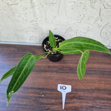 Load image into Gallery viewer, #10 Anthurium Warocqueanum Pure