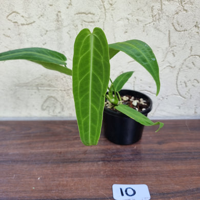 #10 Anthurium Warocqueanum Pure