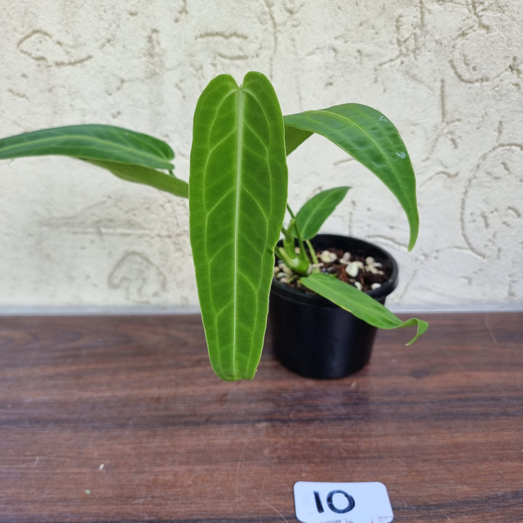#10 Anthurium Warocqueanum Pure