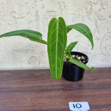 Load image into Gallery viewer, #10 Anthurium Warocqueanum Pure