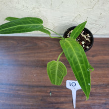 Load image into Gallery viewer, #10 Anthurium Warocqueanum Pure