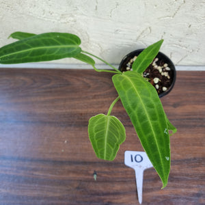 #10 Anthurium Warocqueanum Pure