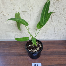 Load image into Gallery viewer, #10 Anthurium Warocqueanum Pure