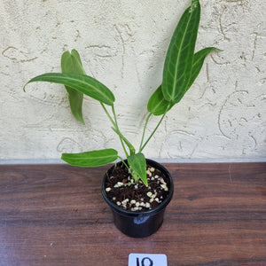 #10 Anthurium Warocqueanum Pure