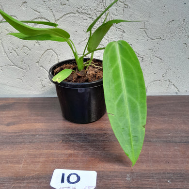 #10 Anthurium Warocqueanum Pure