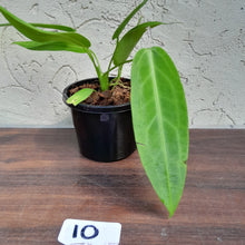 Load image into Gallery viewer, #10 Anthurium Warocqueanum Pure