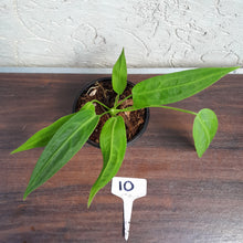 Load image into Gallery viewer, #10 Anthurium Warocqueanum Pure