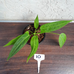 #10 Anthurium Warocqueanum Pure