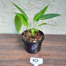Load image into Gallery viewer, #10 Anthurium Warocqueanum Pure