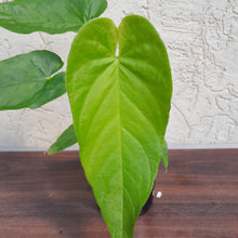 Load image into Gallery viewer, #899 Anthurium Dolichostachyum