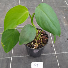Load image into Gallery viewer, #91 Philodendron Equatorial Flat Leaf