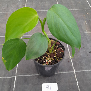 #91 Philodendron Equatorial Flat Leaf