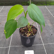 Load image into Gallery viewer, #91 Philodendron Equatorial Flat Leaf