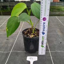 Load image into Gallery viewer, #91 Philodendron Equatorial Flat Leaf