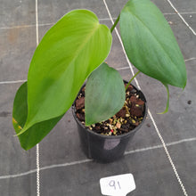 Load image into Gallery viewer, #91 Philodendron Equatorial Flat Leaf