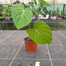 Load image into Gallery viewer, #100 Philodendron Dean McDowell