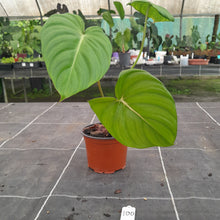 Load image into Gallery viewer, #100 Philodendron Dean McDowell