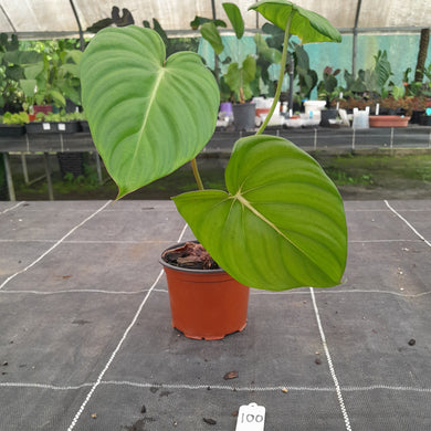 #100 Philodendron Dean McDowell