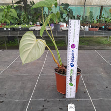 Load image into Gallery viewer, #100 Philodendron Dean McDowell