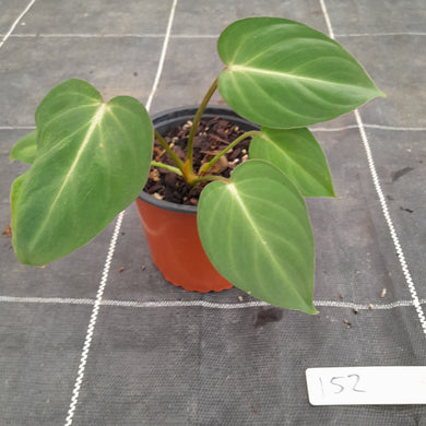 #152 Philodendron Gloriosum