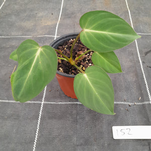 #152 Philodendron Gloriosum