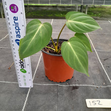 Load image into Gallery viewer, #152 Philodendron Gloriosum