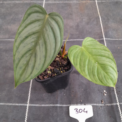 #304 Philodendron Tenue x Plowmanii