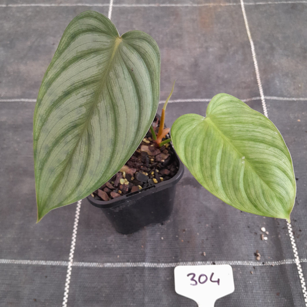 #304 Philodendron Tenue x Plowmanii
