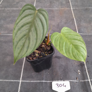 #304 Philodendron Tenue x Plowmanii