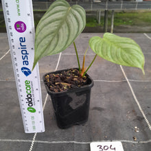Load image into Gallery viewer, #304 Philodendron Tenue x Plowmanii